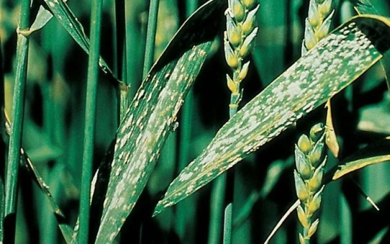 Альтернариоз пшеницы. Что такое альтернариоз? Симптомы на различных растениях, способы борьбы. Вирусные и другие болезни пшеницы