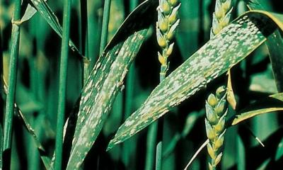 Альтернариоз пшеницы. Что такое альтернариоз? Симптомы на различных растениях, способы борьбы. Вирусные и другие болезни пшеницы